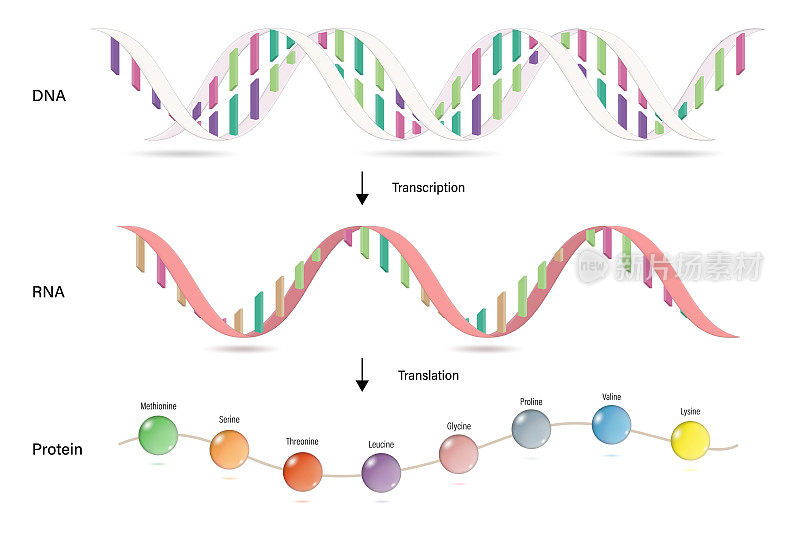 转录和翻译。蛋白质合成。DNA, mRNA和蛋白质。分子生物学研究。